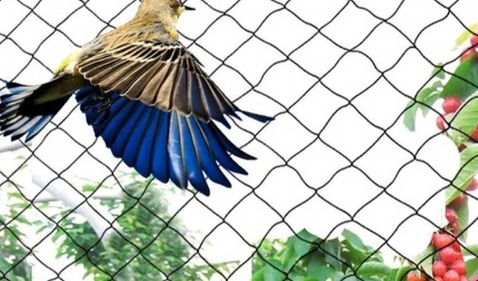 anti bird nets in Tirupati